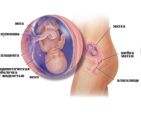 Причины раннего выкидыша: 7 шагов к прерыванию беременности