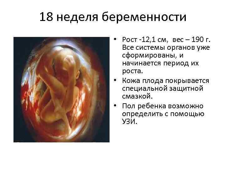 Особенности 19-й недели беременности