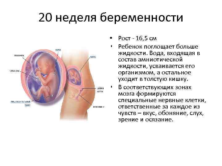 19 акушерская неделя беременности — изменения в организме, развитие плода, советы мамам