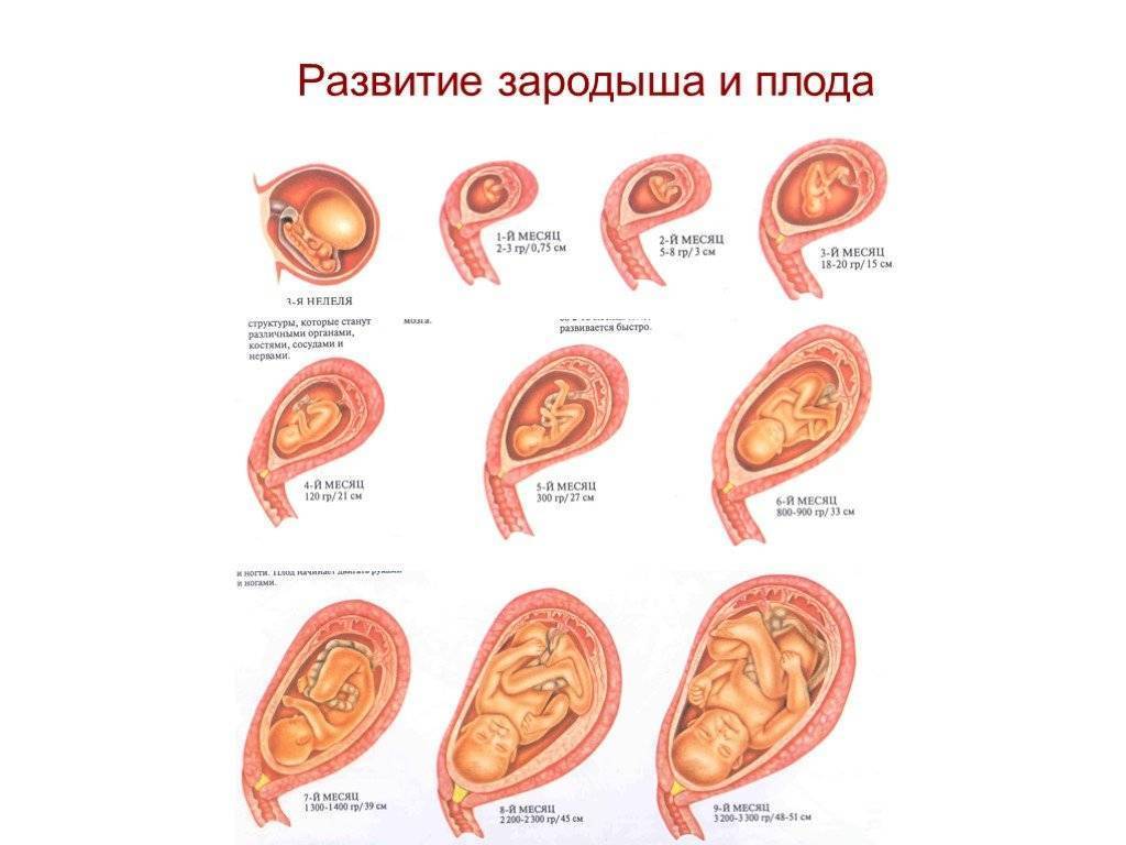 Беременность день за днём, неделя за неделей. как развивается эмбрион