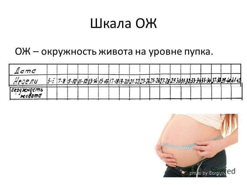 Форма и размер матки во время беременности