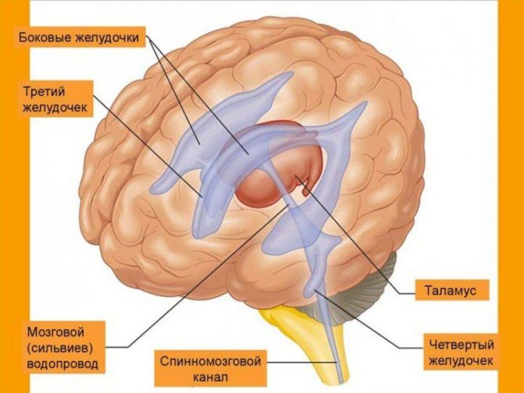 Строение и функции желудочков головного мозга