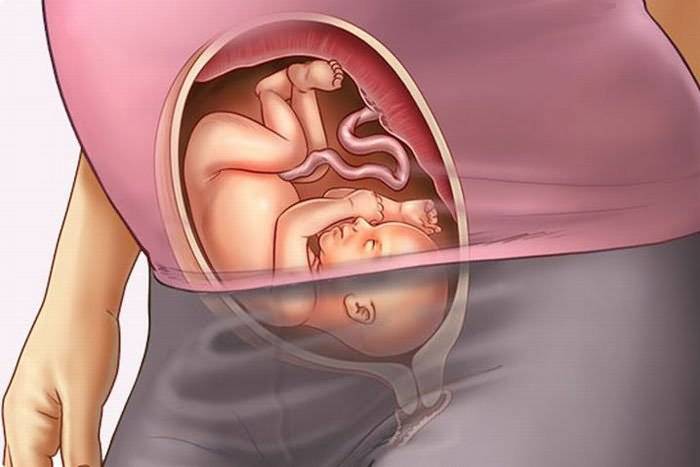 8 неделя беременности: развитие малыша и самочувствие мамы