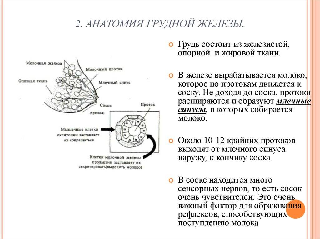 Очень чувствительная. Строение протоков молочной железы. Молочная железа строение клетки. Строение соска молочной железы. Характеристика молочных желез.