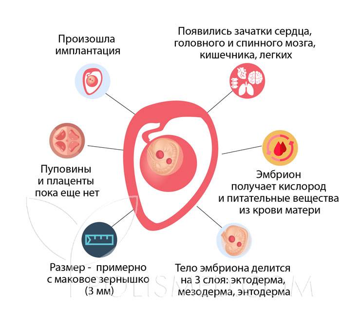 Поздняя имплантация эмбриона: к чему быть готовым