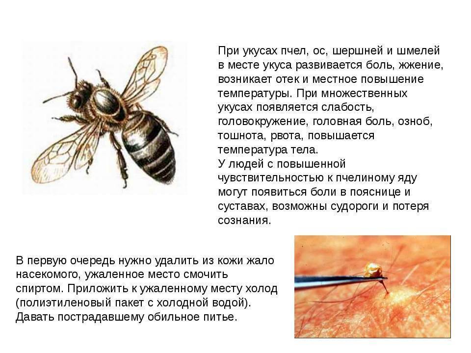 Что делать, если ребенка покусали комары, мошки, пчелы, осы – первая помощь при укусах насекомых