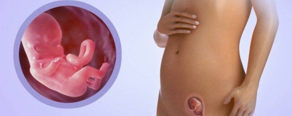 3 неделя беременности: признаки, ощущения, плод на 3 неделе