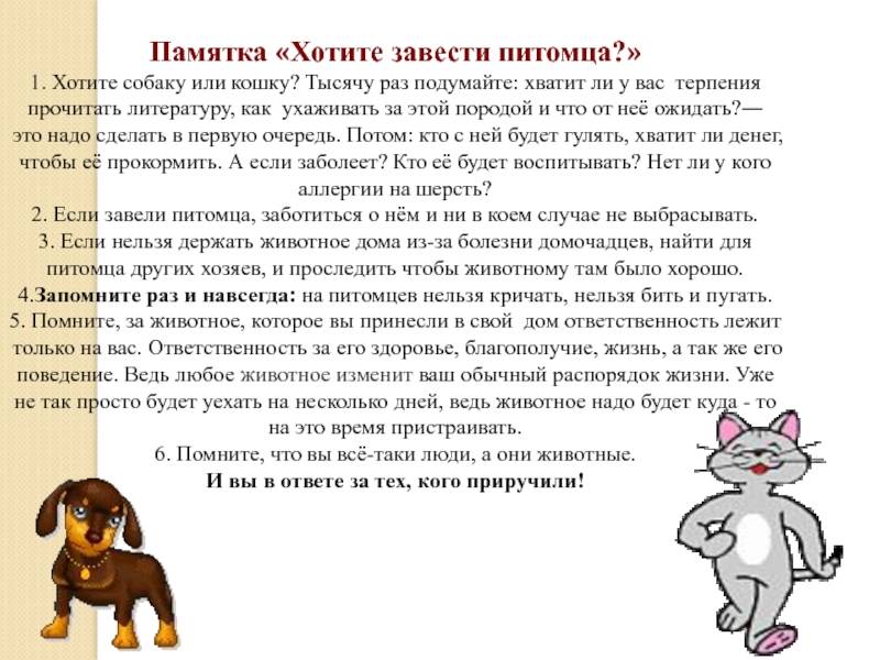 Топ 10 маленьких домашних животных для вашего ребенка :: инфониак
