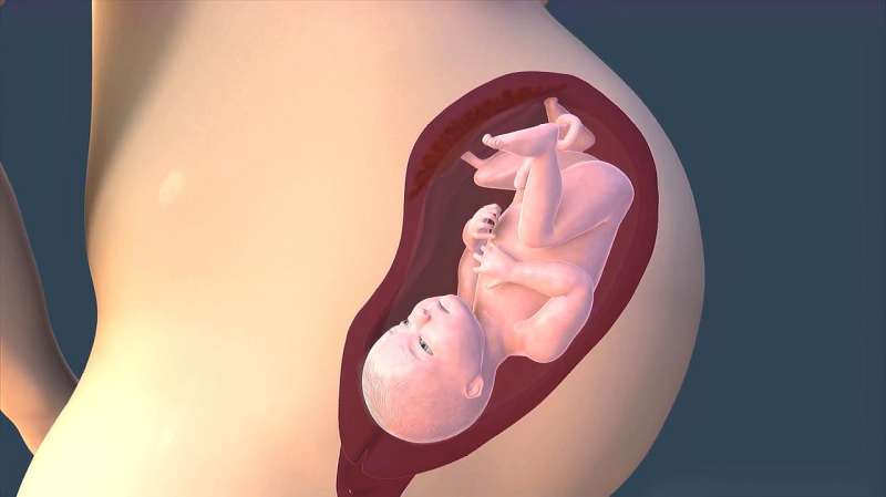 Видеогид по беременности в 40 недель: жизнь до рождения по неделям и подробное описание