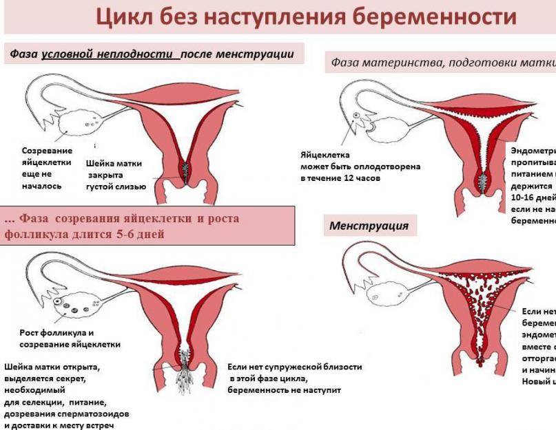 Продолжительная менструация