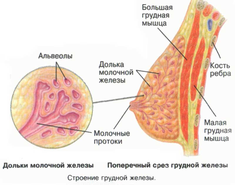 Заболевания молочных желез (мастит, мастопатия)