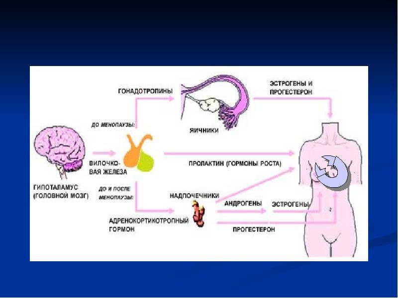 Половые гормоны: фсг, лг, пролактин, эстрогены, андрогены и другие. соотношение лг и фсг | клиника «центр эко» в калининграде