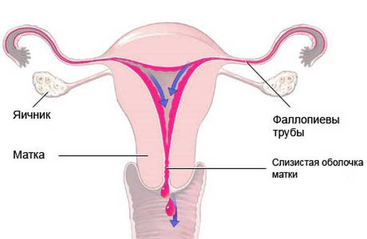 Менструальный цикл. как рассчитывать. лечение нарушений менструального цикла