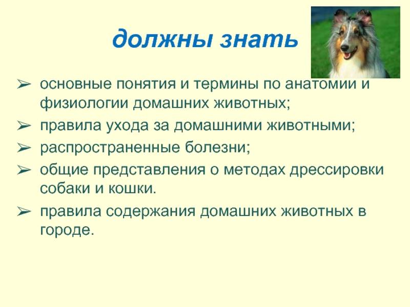 Какое животное завести для ребенка? топ-5 лучших питомцев