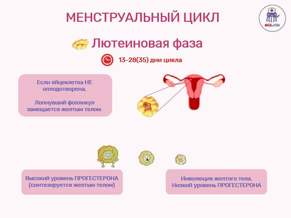 Как нормализовать месячные. Менструальный цикл. Месячные цикл. Фазы менструационного цикла схема. Нарушение менструального цикла.