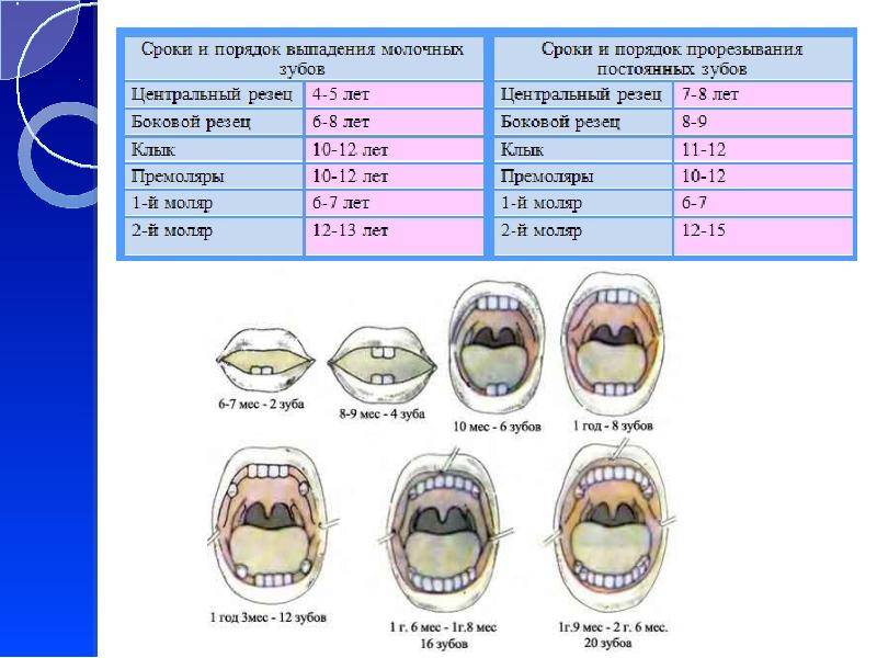 Коренные (постоянные) зубы у детей