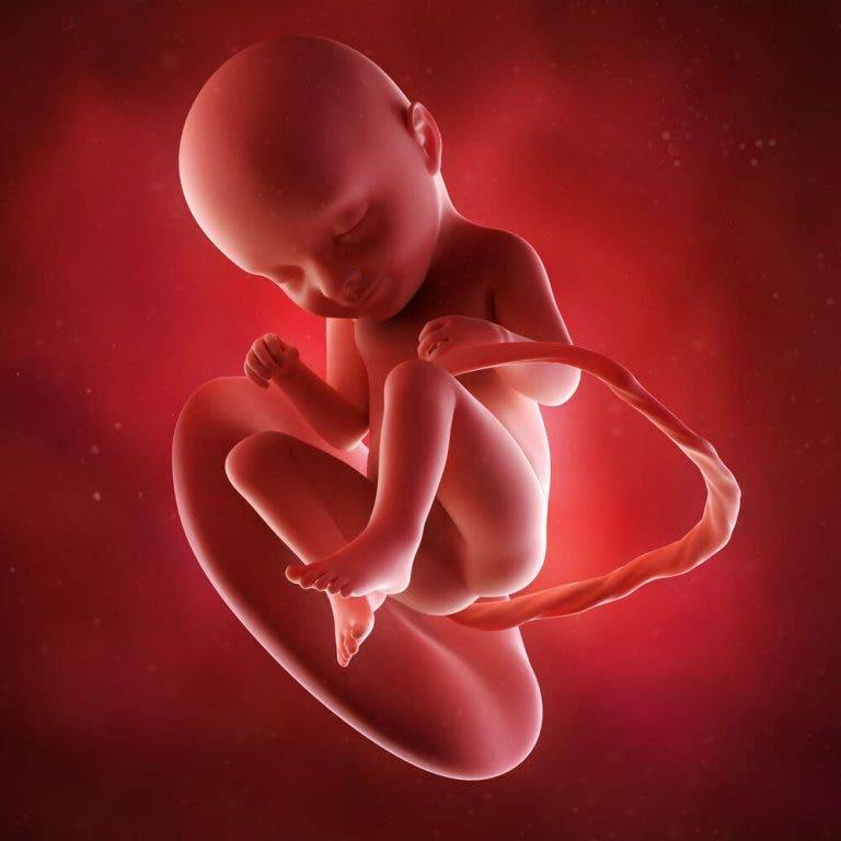 3 неделя беременности: симптомы, признаки и самочувствие мамы