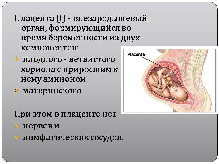 На какой неделе плацента сформирована полностью imother.su- все для будущей мамы