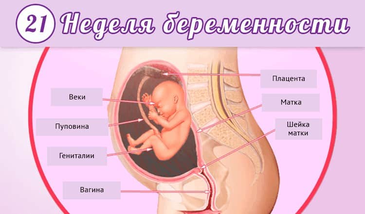 22 неделя беременности: что происходит с малышом и мамой | развитие плода, шевеления, ощущения женщины